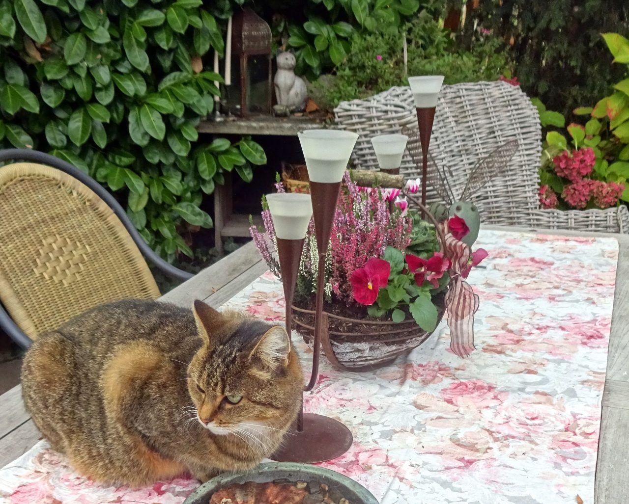 Unsere Katzen - Mit Tieren leben e.V.