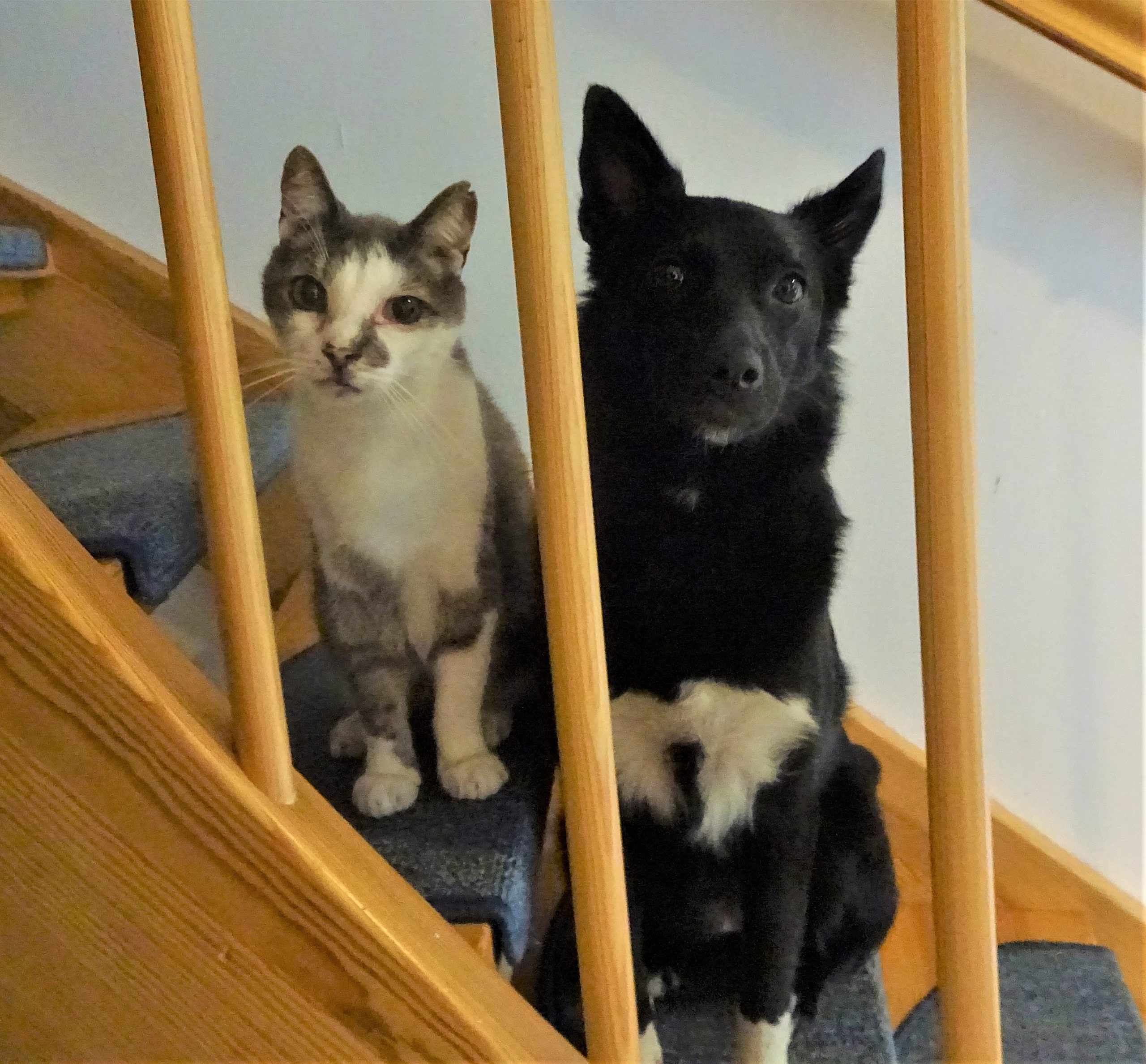 Caruso mit Freundin Ally auf der Treppe Ostseetierschutzreise Sandra Gulla und Katharine Krause