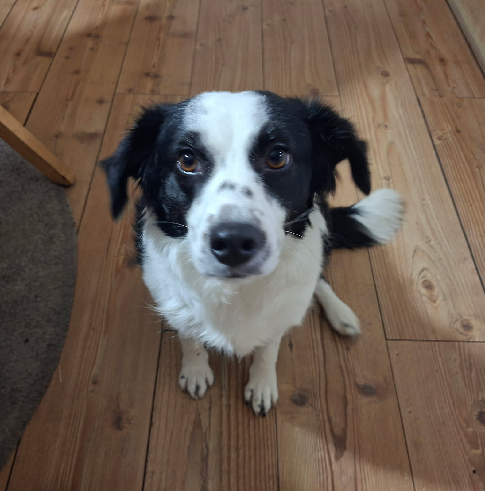 Franzi eine so feine Hündin