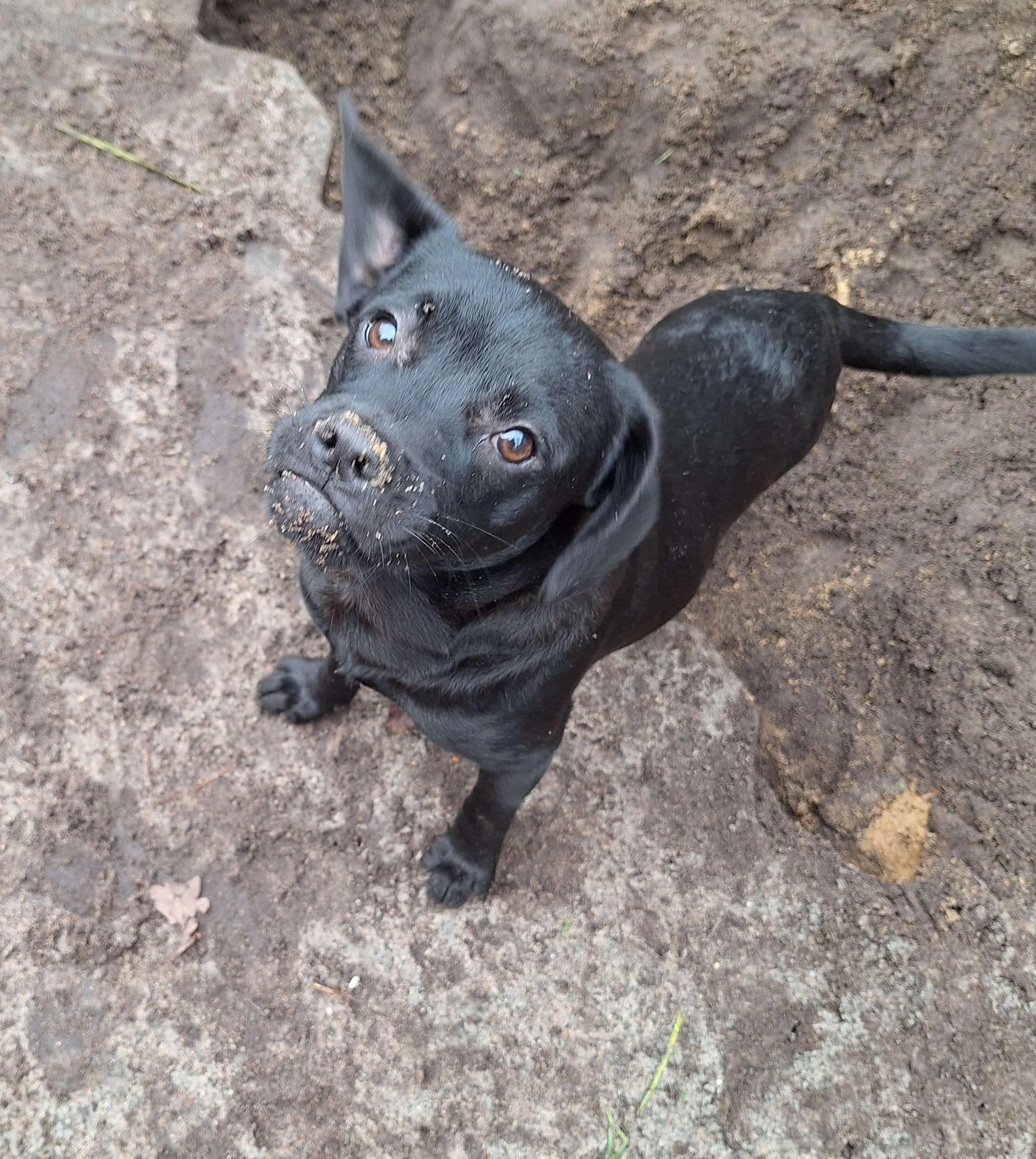Der ruhende Pol für die Junghundebande.